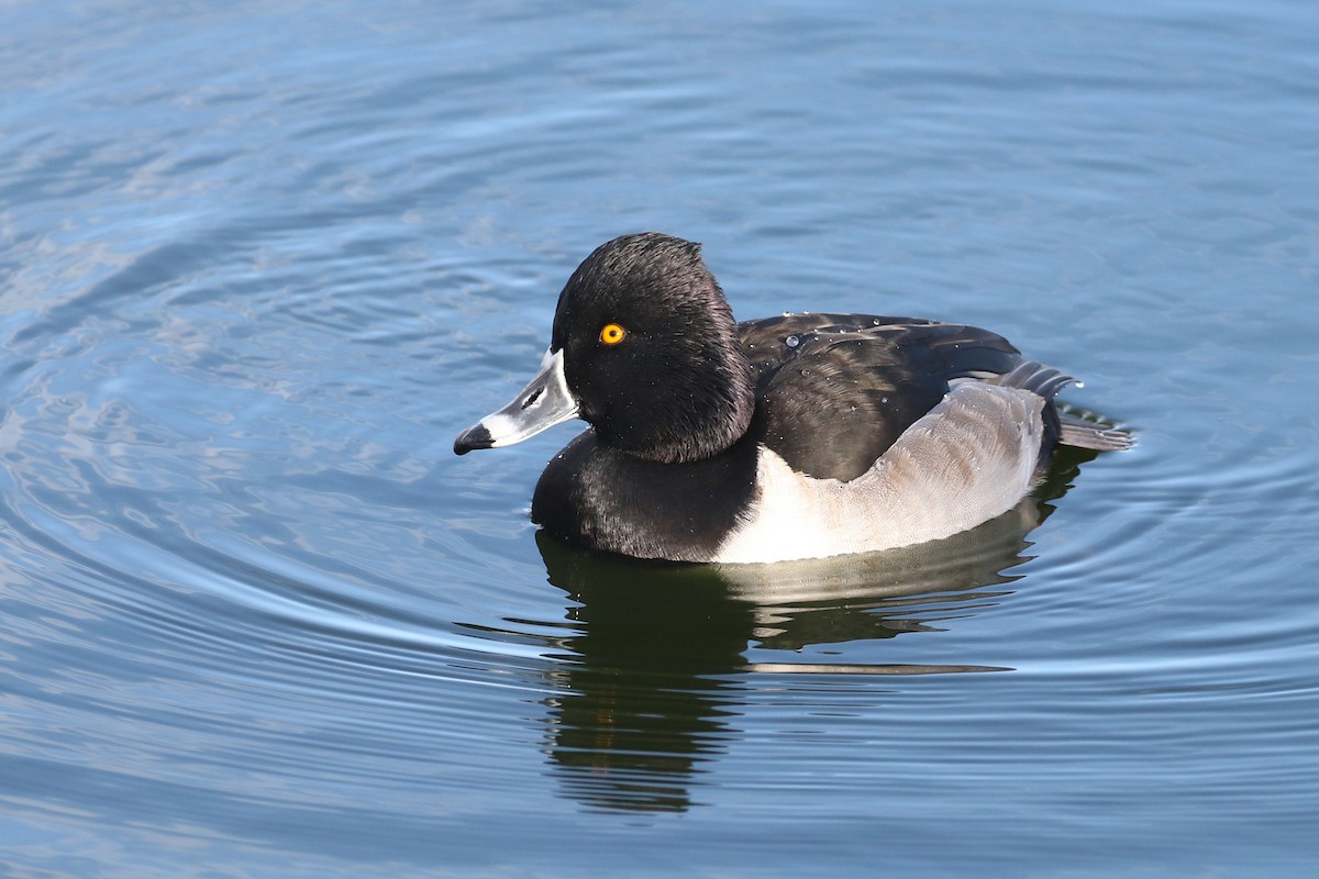 Ring-necked Duck - ML646493534