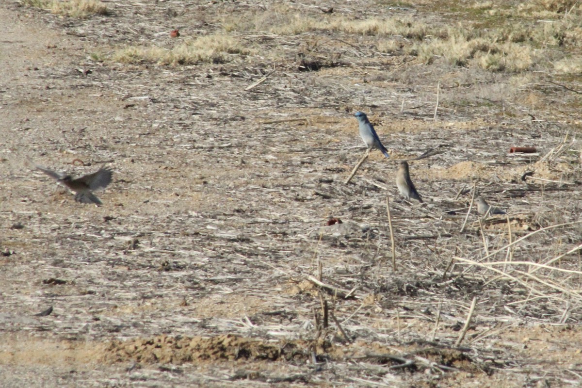 Mountain Bluebird - ML646493535