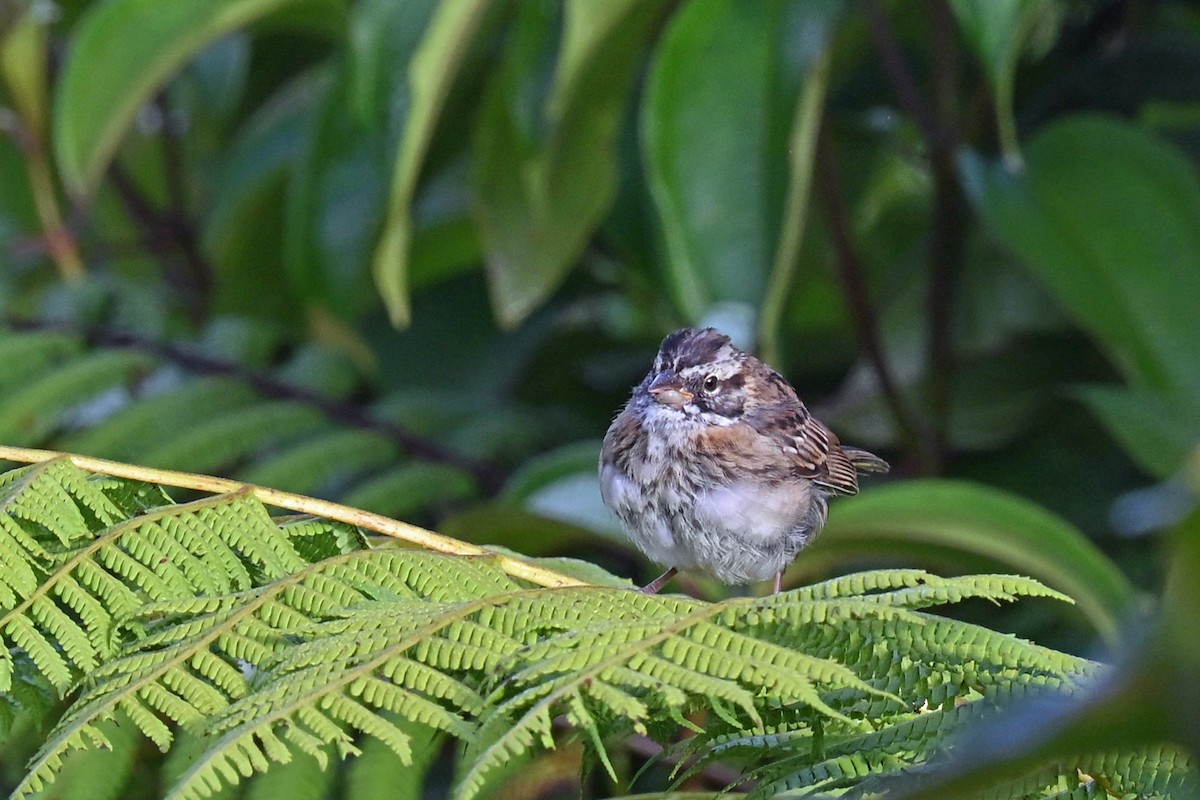 Rufous-collared Sparrow - ML646493541