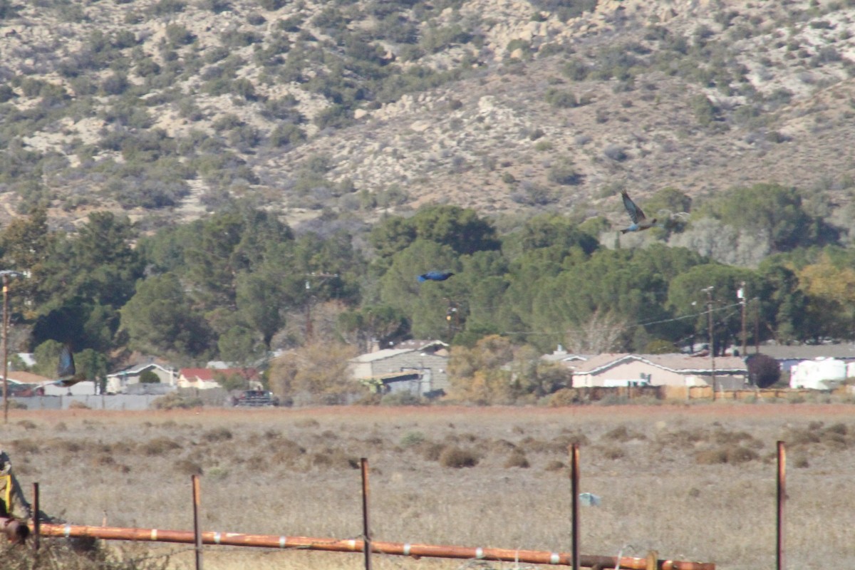 Mountain Bluebird - ML646493543