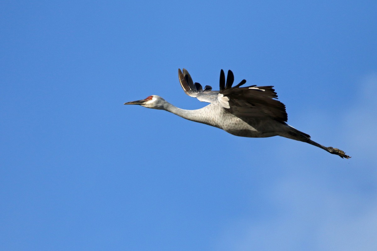 Sandhill Crane - ML646493544