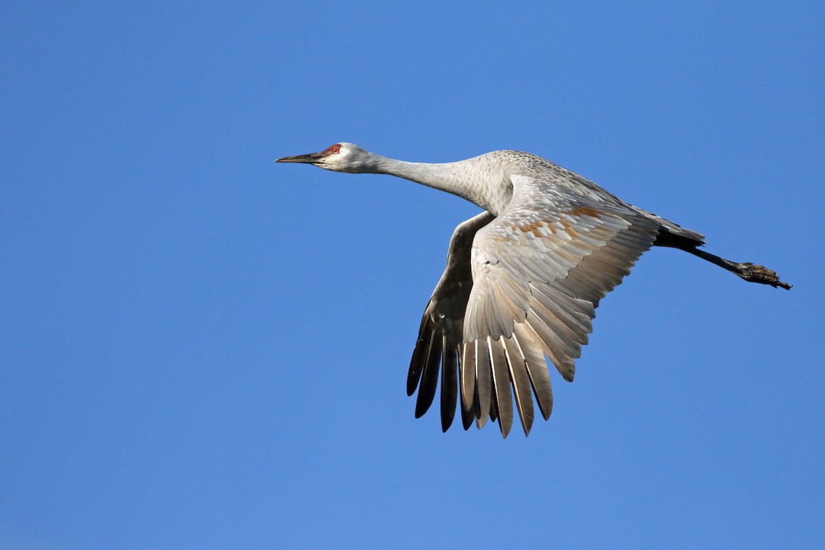 Sandhill Crane - ML646493545