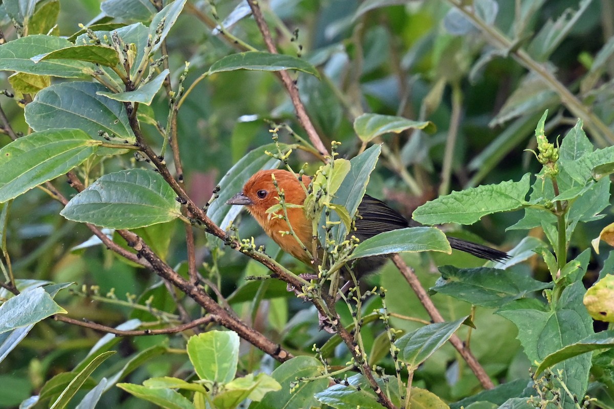 Ockerbrust-Buschammer - ML646493552