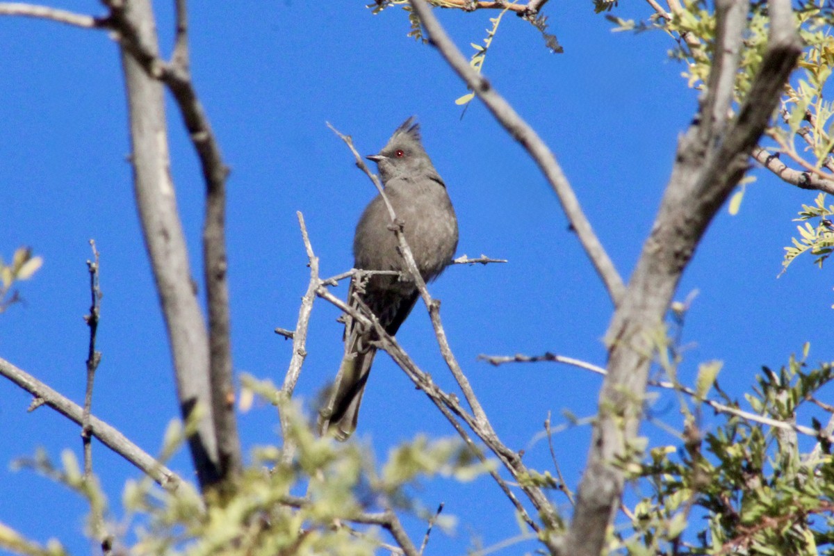 Capulinero Negro - ML646493555