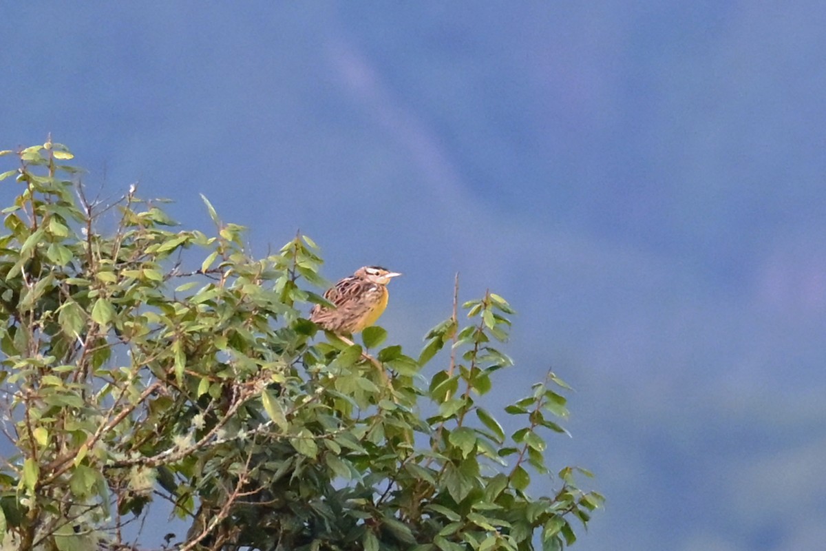 Lerchenstärling - ML646493558