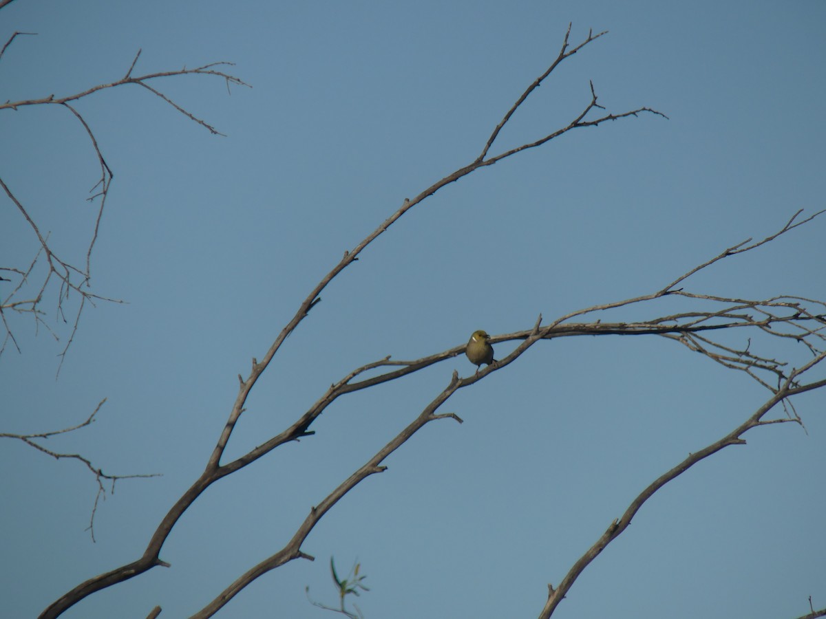 White-plumed Honeyeater - ML646493559