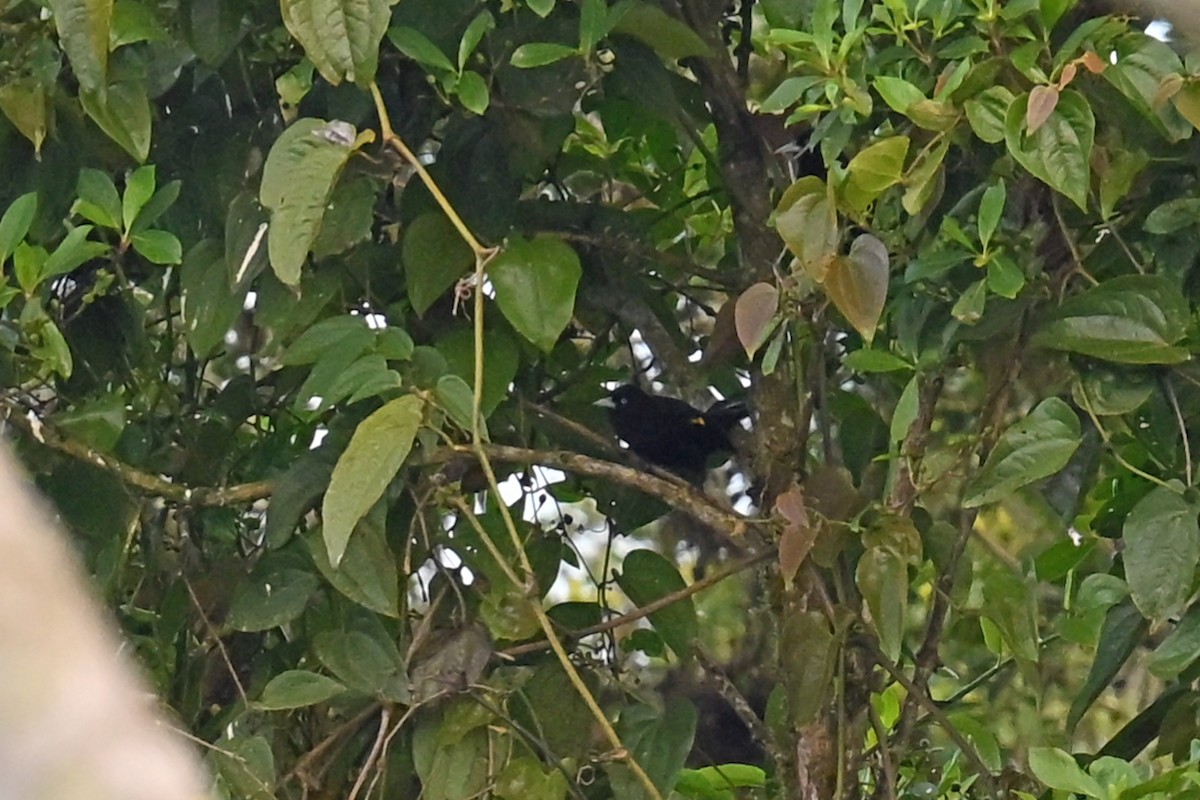 Bergkassike - ML646493562