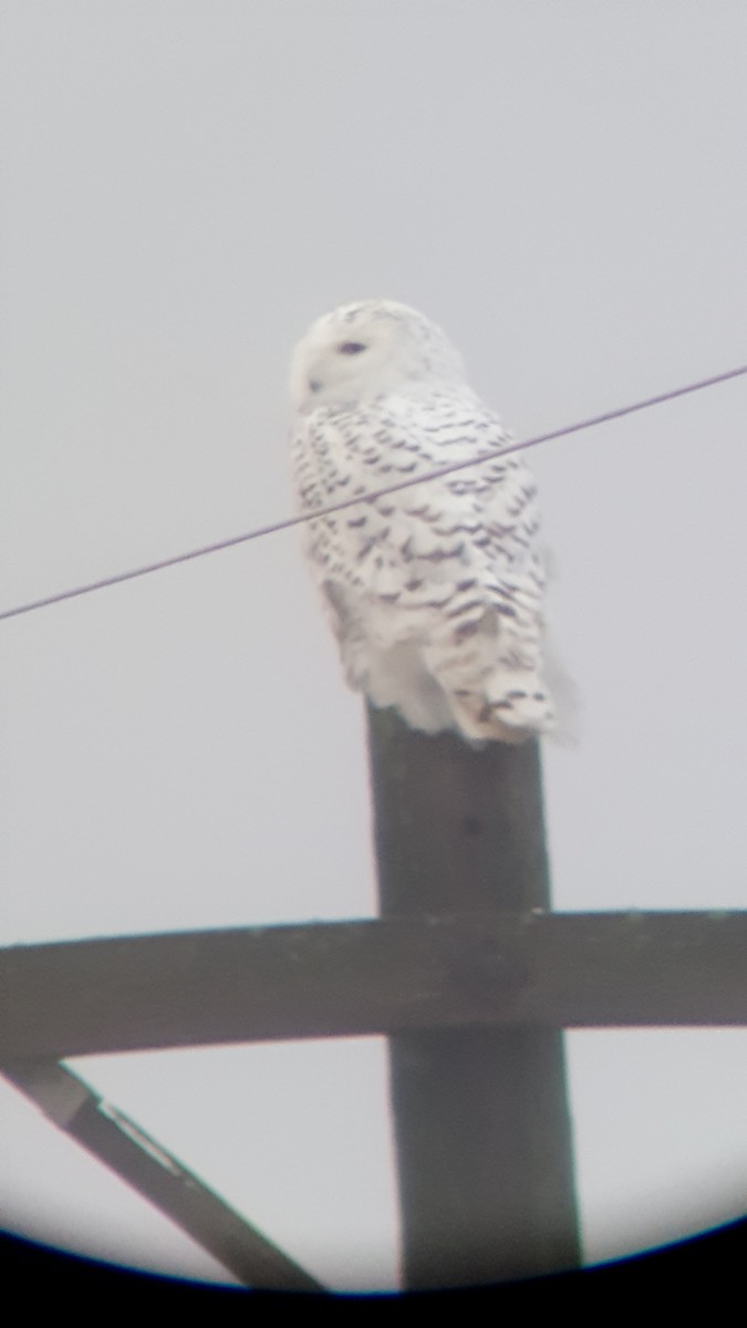 לילית שלג - ML646493563