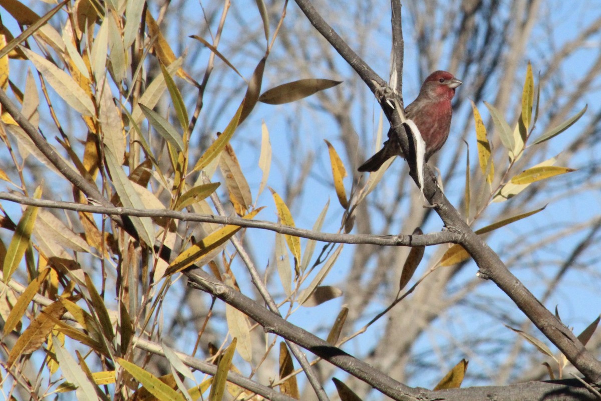 Camachuelo Mexicano - ML646493568