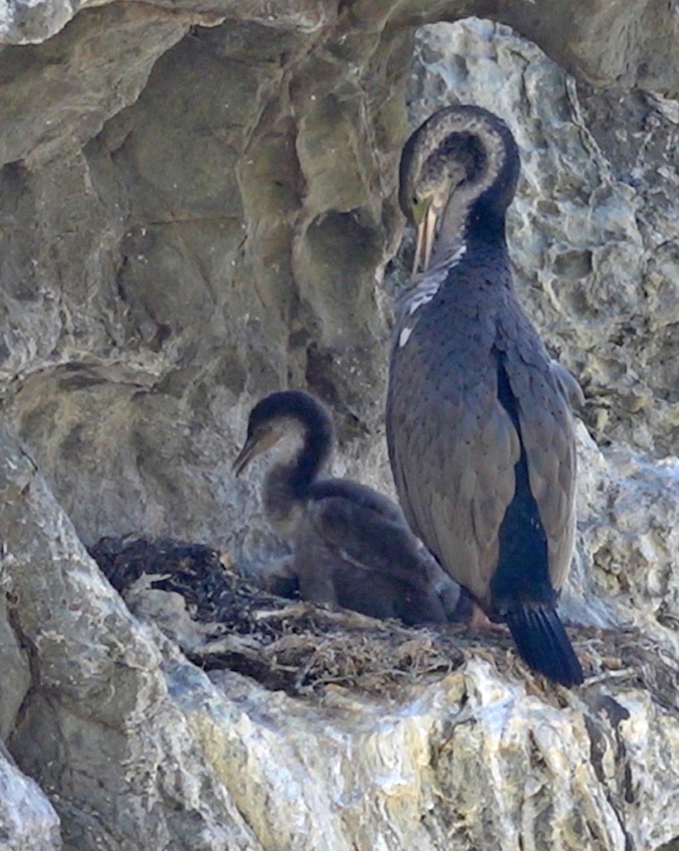 Spotted Shag - ML646493570