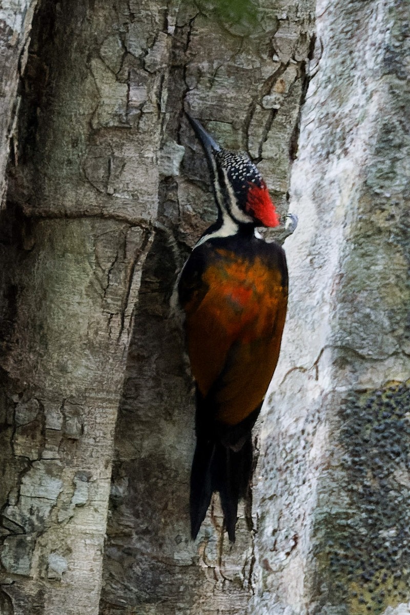 datel ohnivý - ML646493573