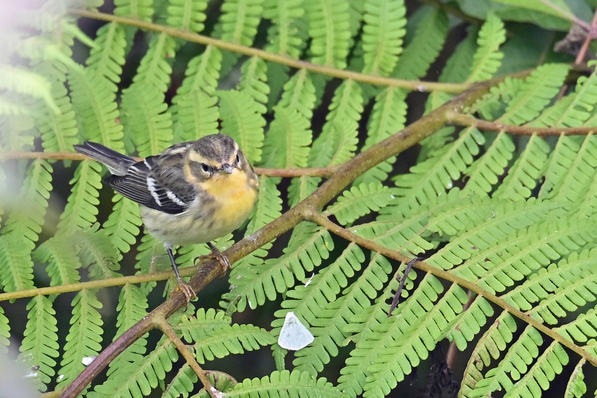 Пісняр-лісовик рудоволий - ML646493574