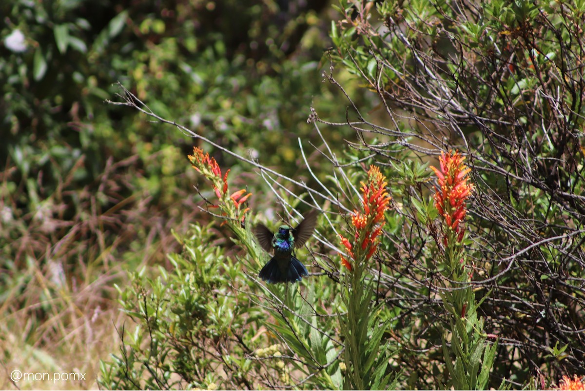 Колібрі синьочеревий - ML646493581