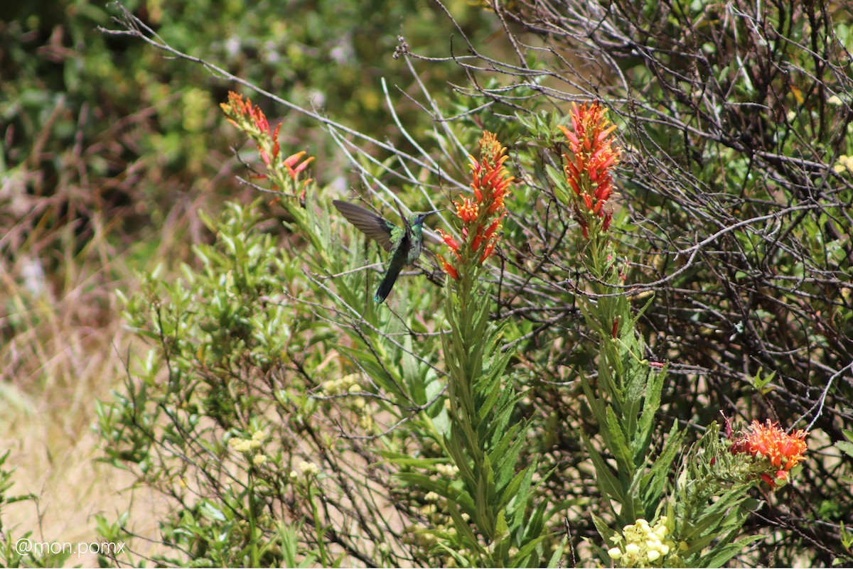 Колібрі синьочеревий - ML646493582