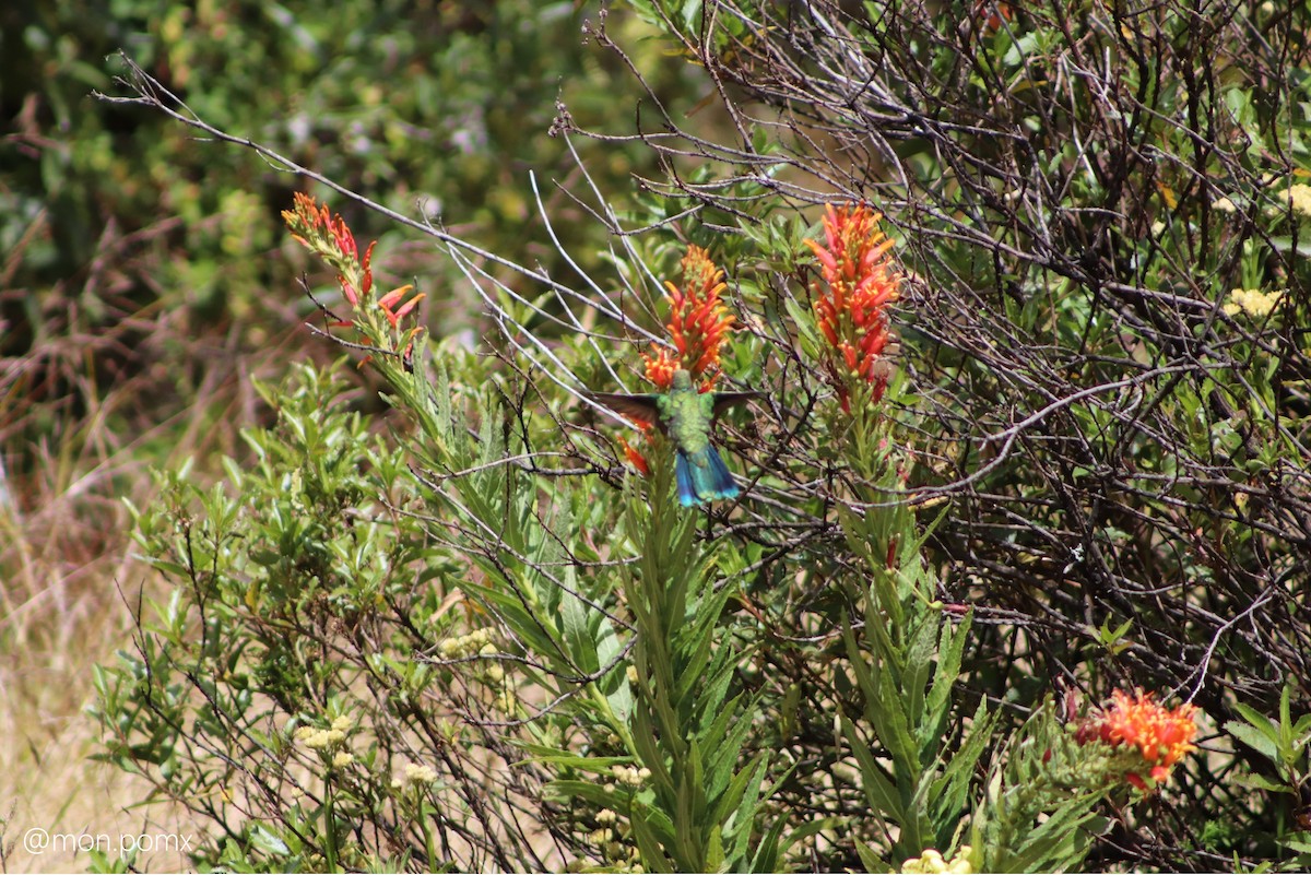 Колібрі синьочеревий - ML646493583