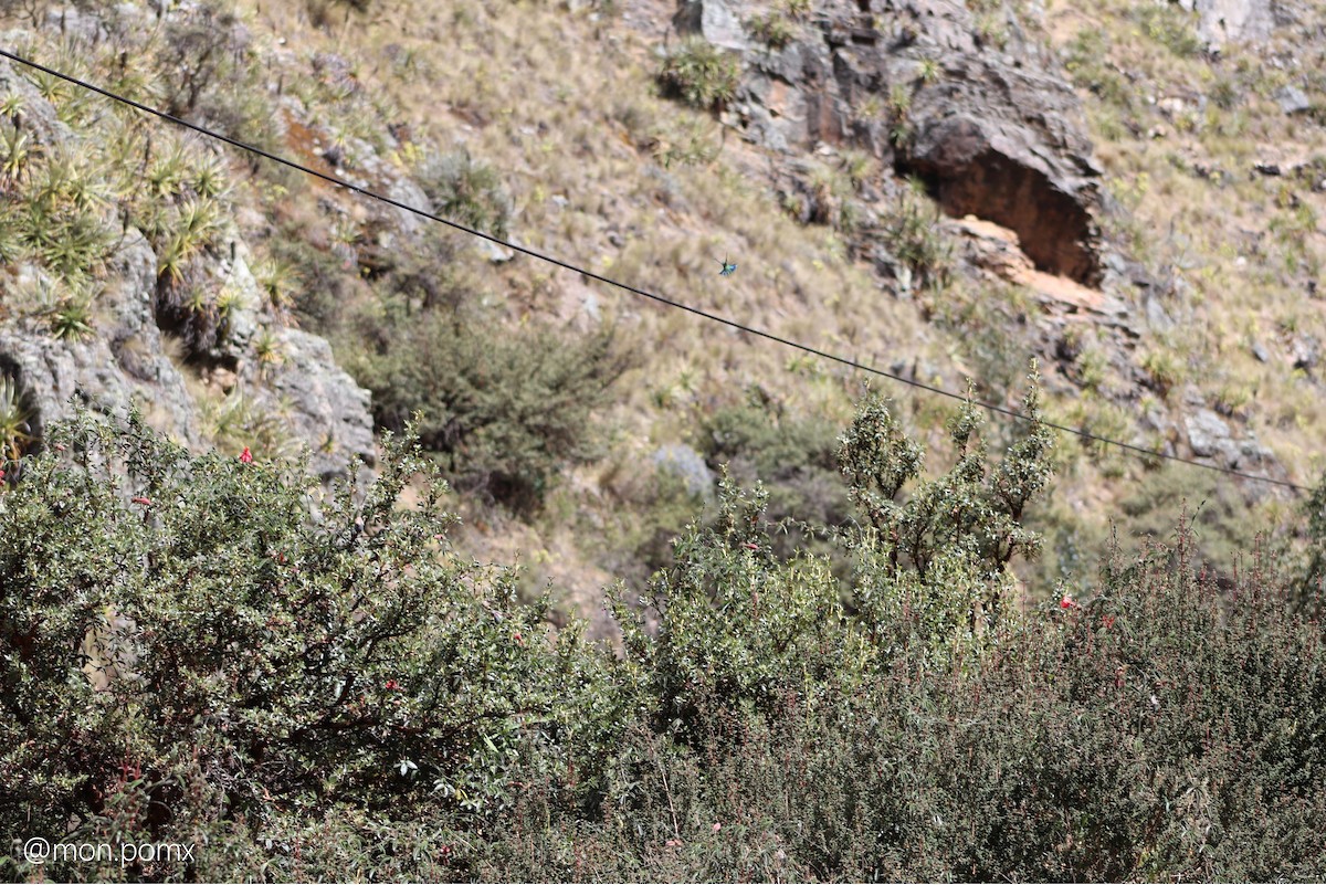 Колібрі синьочеревий - ML646493584