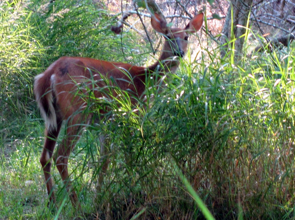 Cervo coda bianca - ML646493585