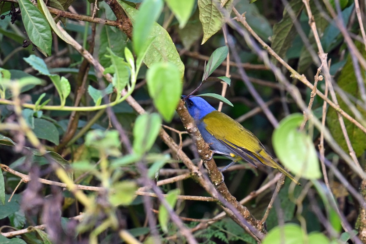 Blaukopftangare - ML646493587