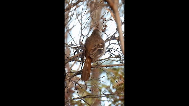 Скромная дриопа - ML646493588
