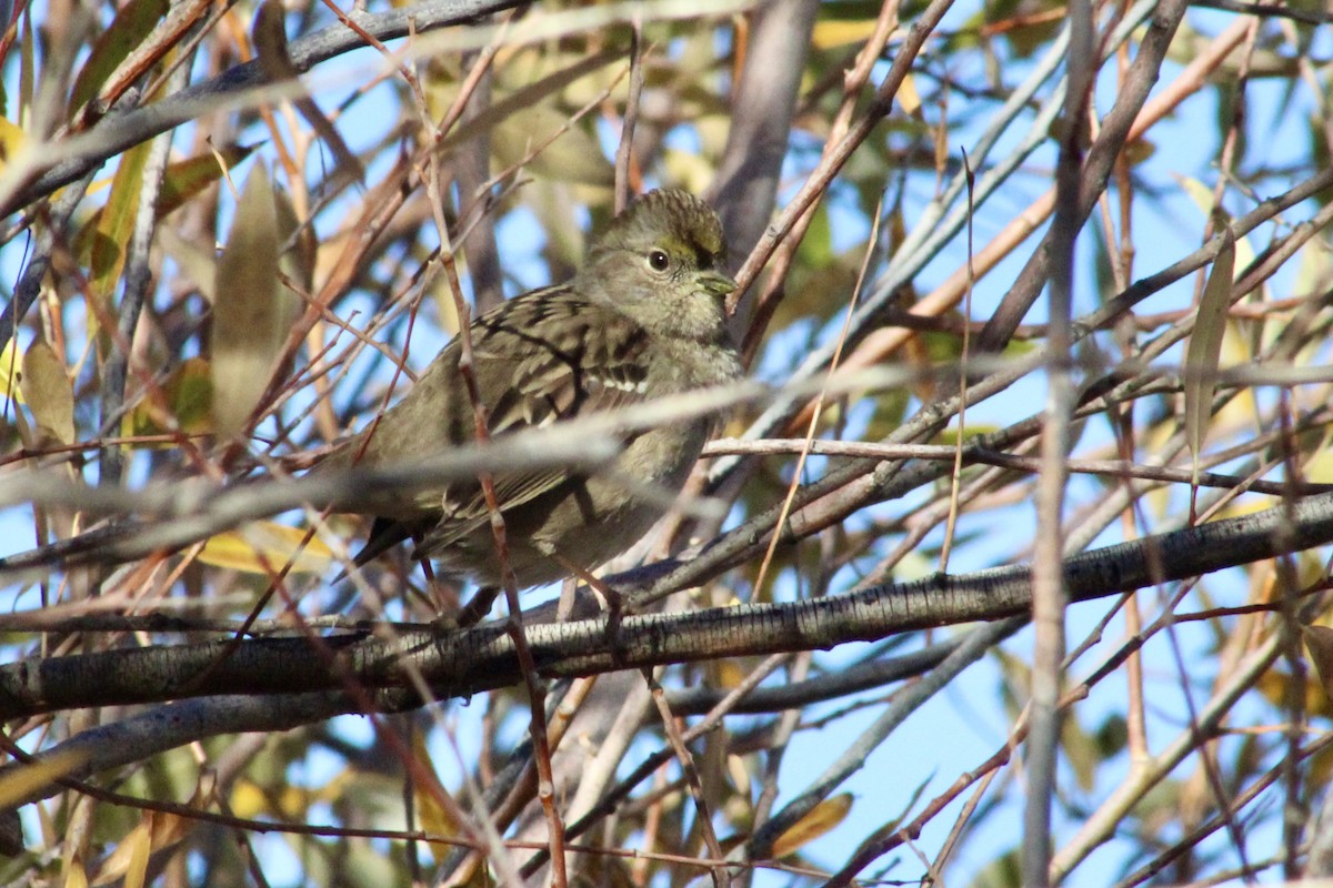Chingolo Coronidorado - ML646493591