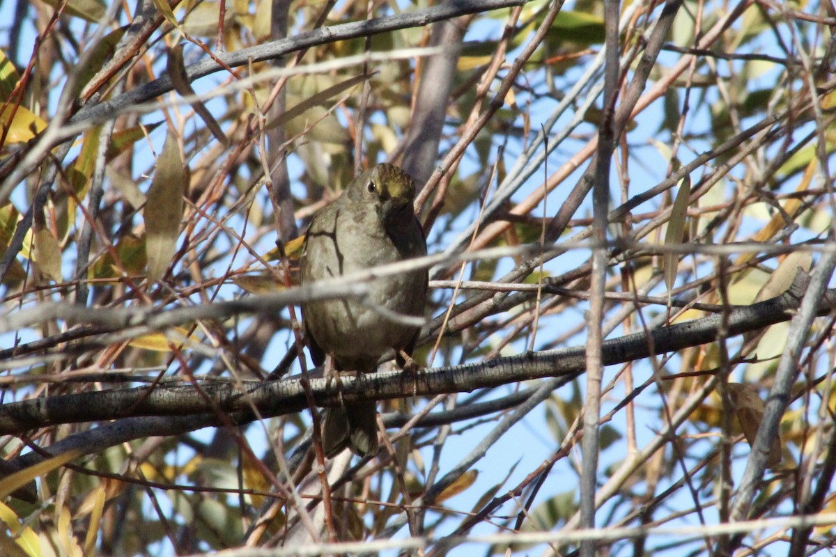 Chingolo Coronidorado - ML646493593