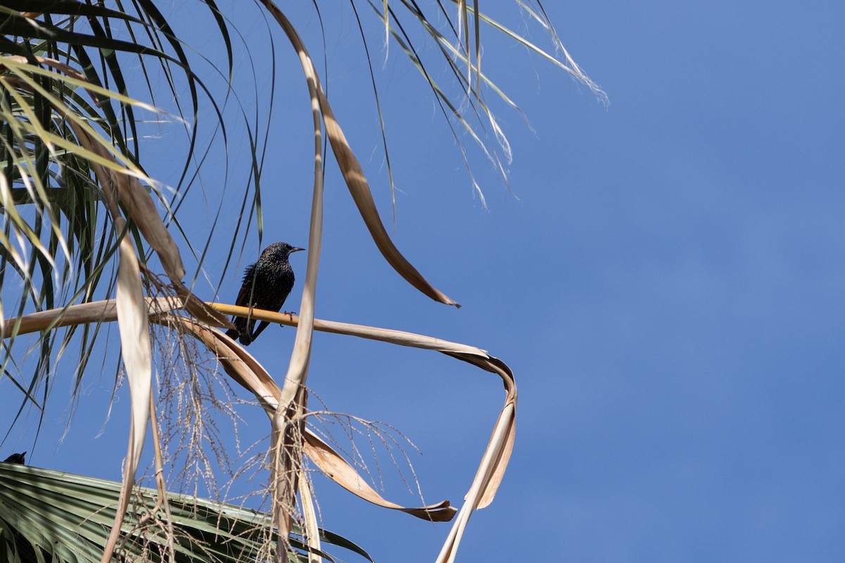 Storno - ML646493599