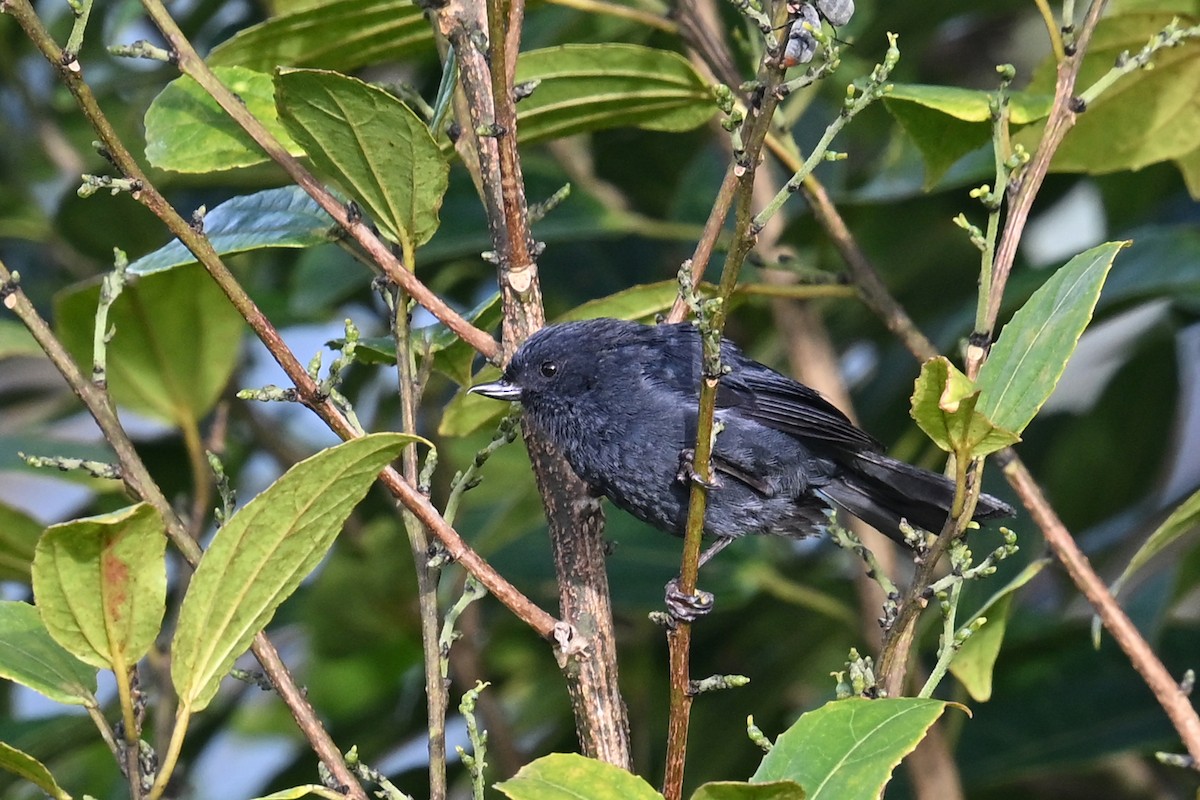 Schieferhakenschnabel - ML646493601