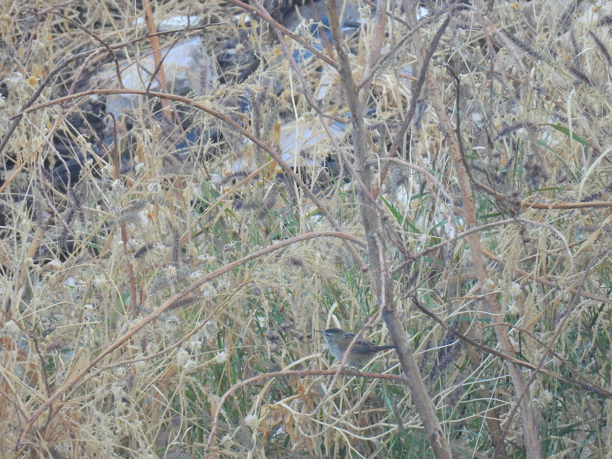 Marsh Wren - ML646493607