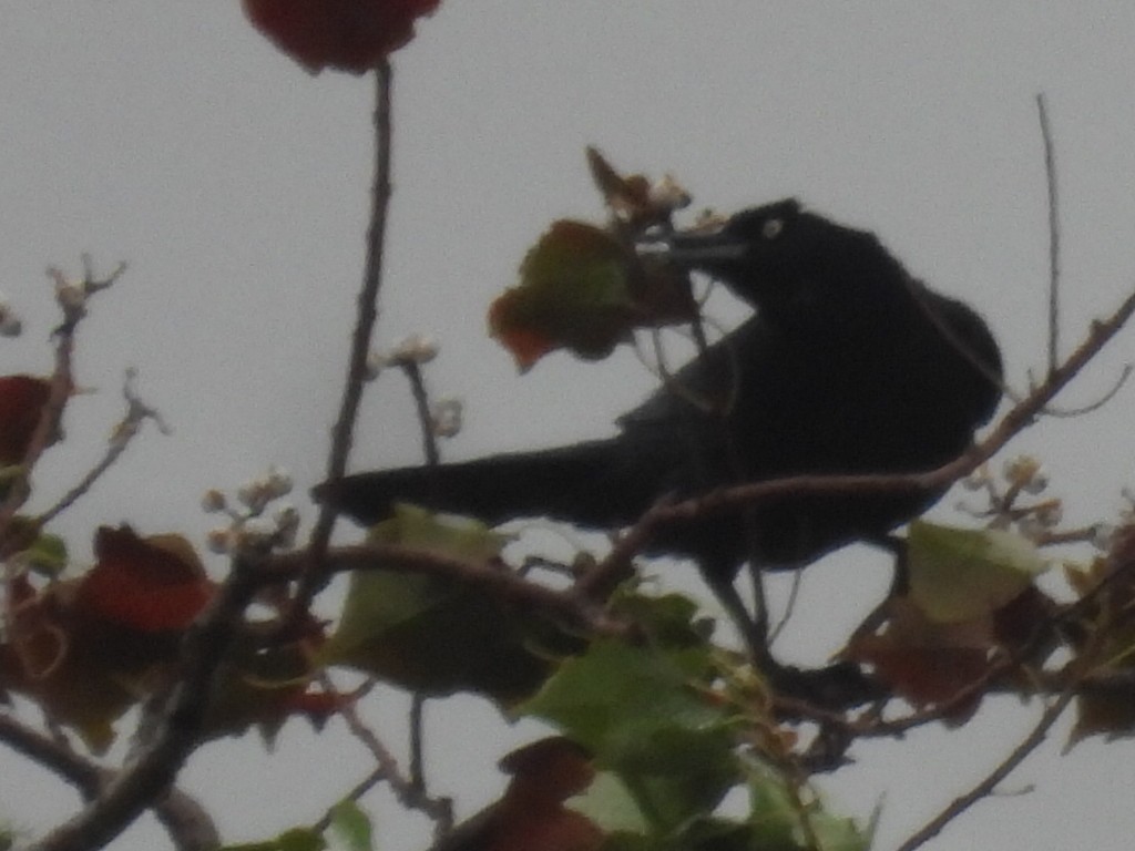 Great-tailed Grackle - ML646493608