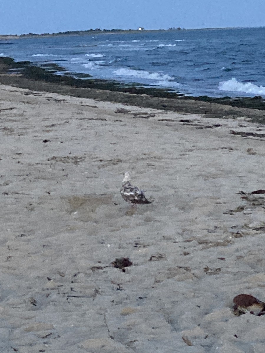 Great Black-backed Gull - ML646493609