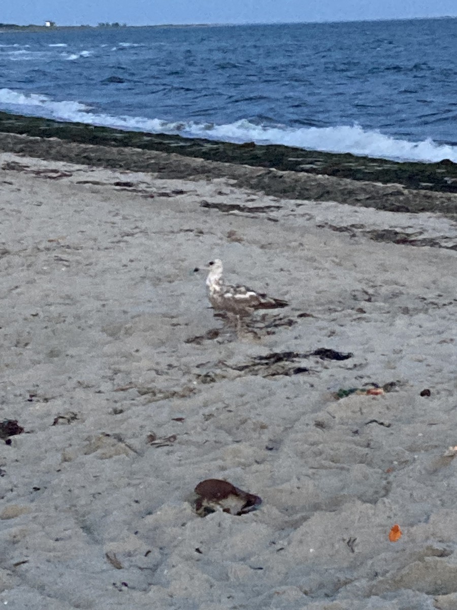Great Black-backed Gull - ML646493610