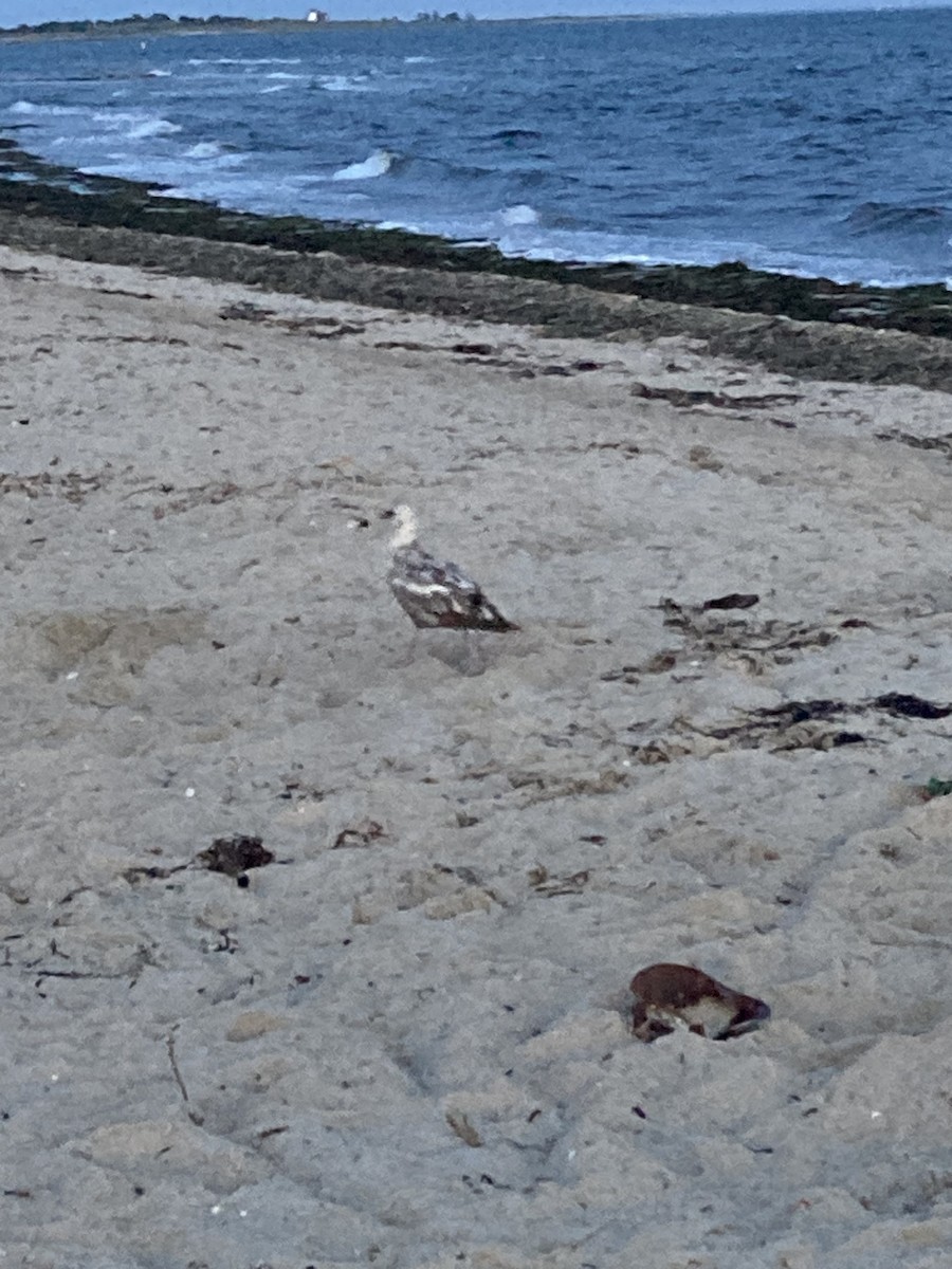 Great Black-backed Gull - ML646493611