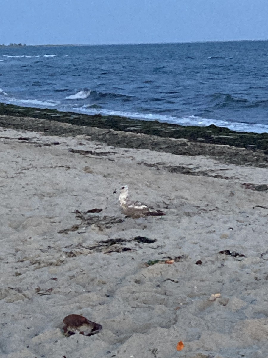 Great Black-backed Gull - ML646493612