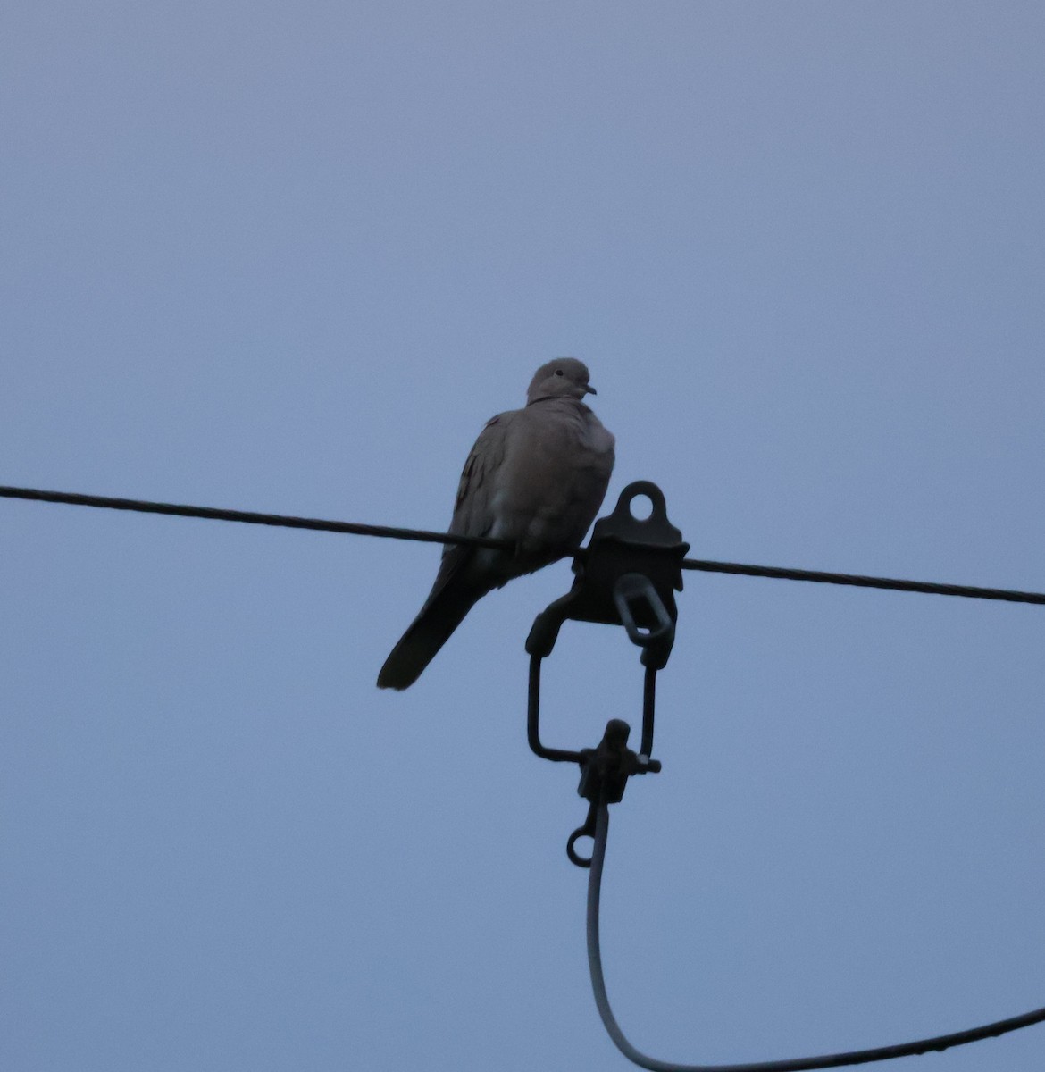 灰斑鳩 - ML646493615