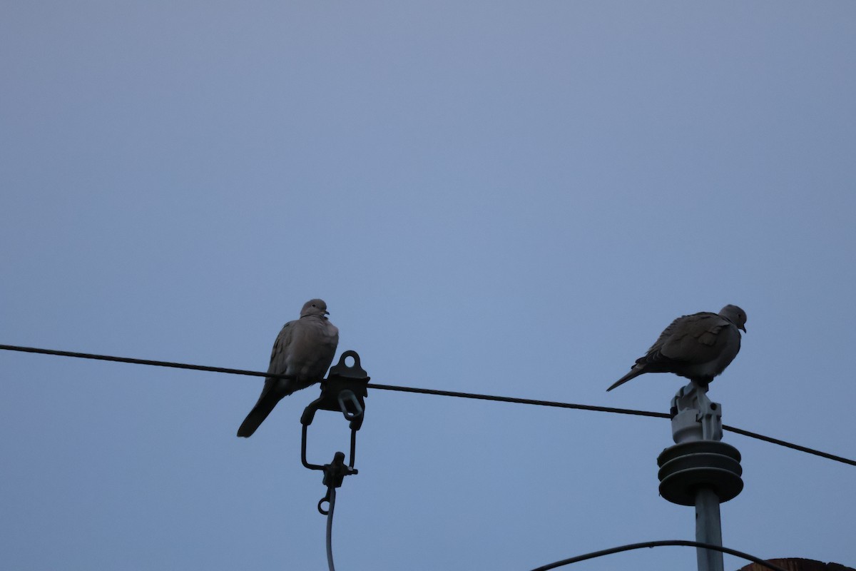 灰斑鳩 - ML646493616