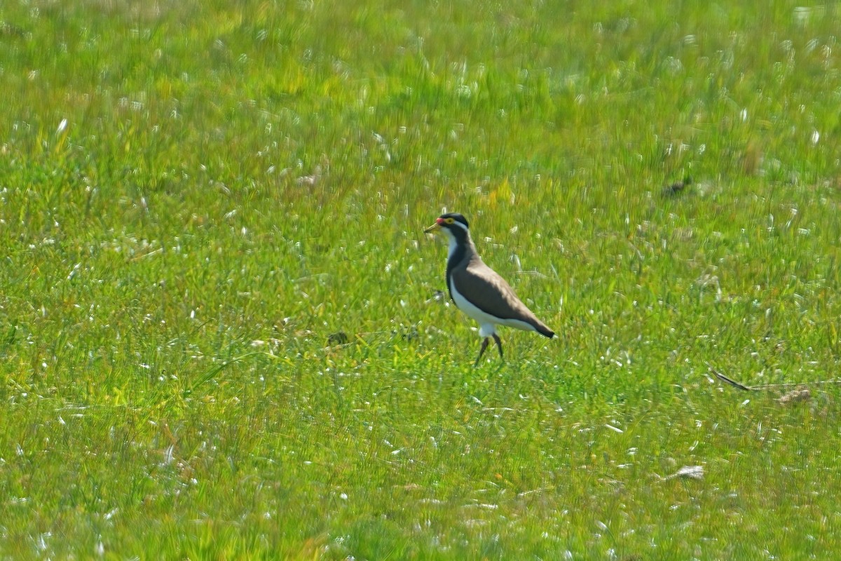 Banded Lapwing - ML646493619