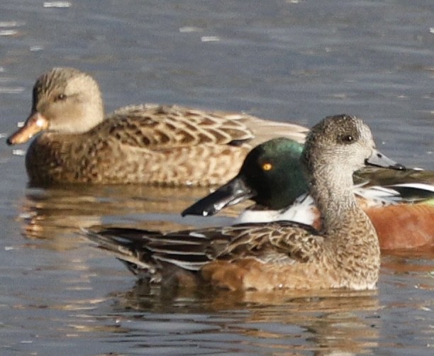 琵嘴鴨 - ML646493621