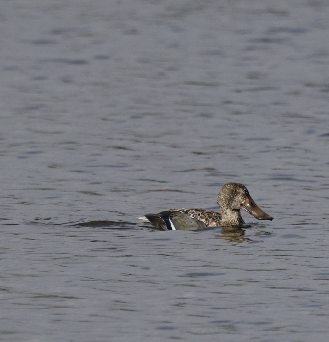 琵嘴鴨 - ML646493622