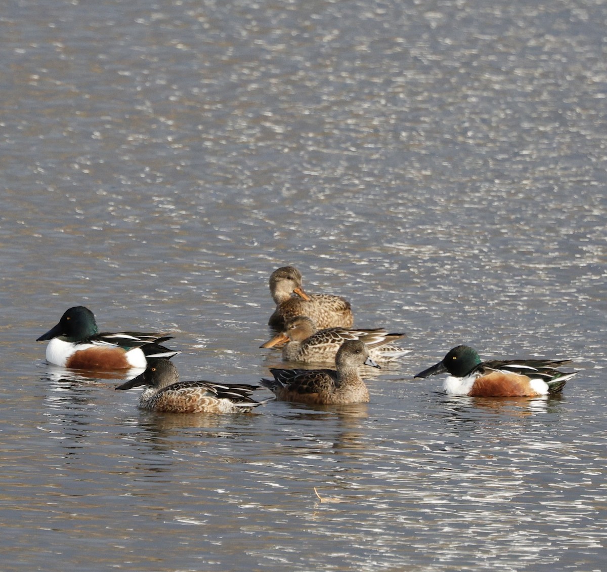 琵嘴鴨 - ML646493623