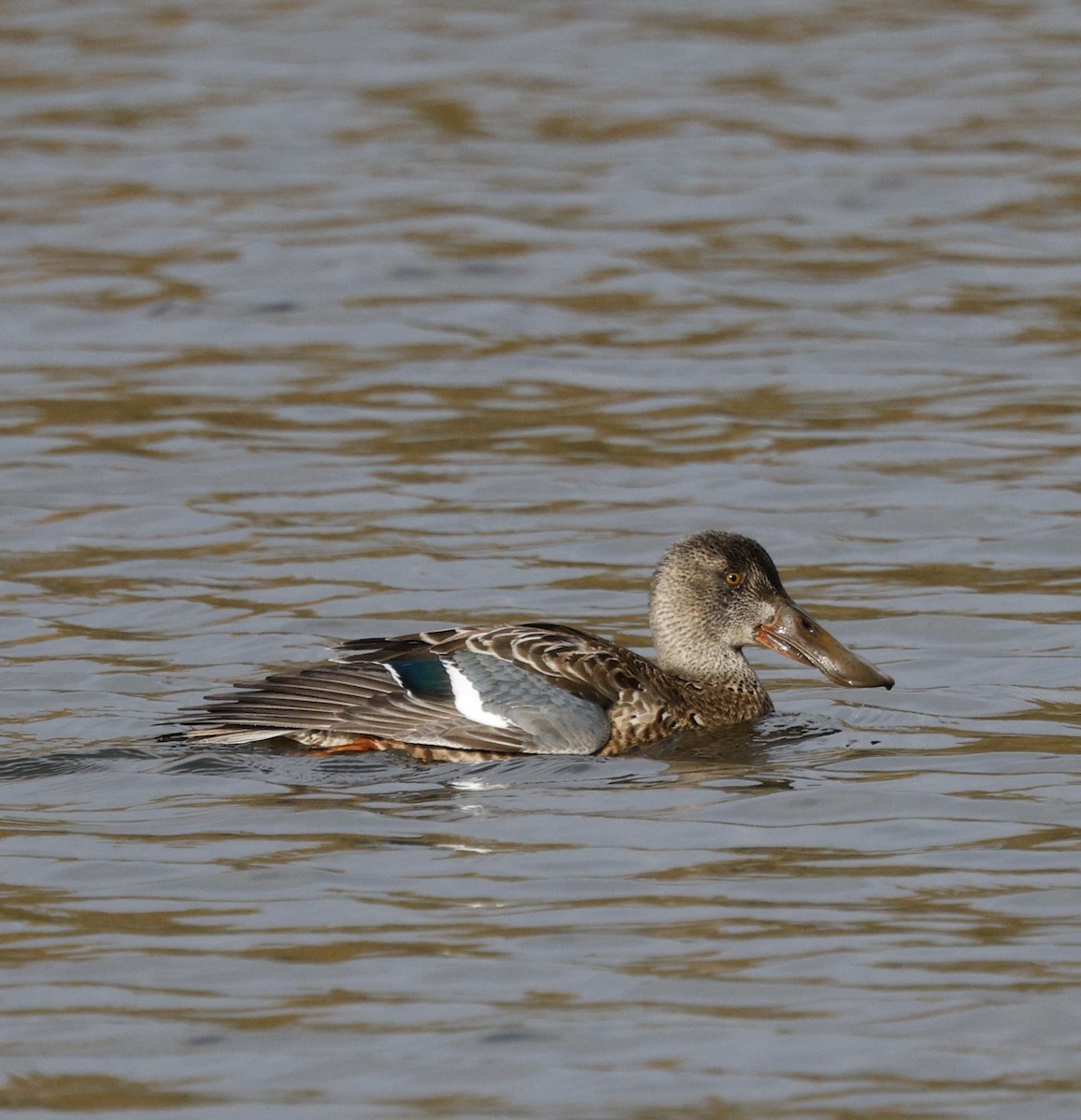 琵嘴鴨 - ML646493625