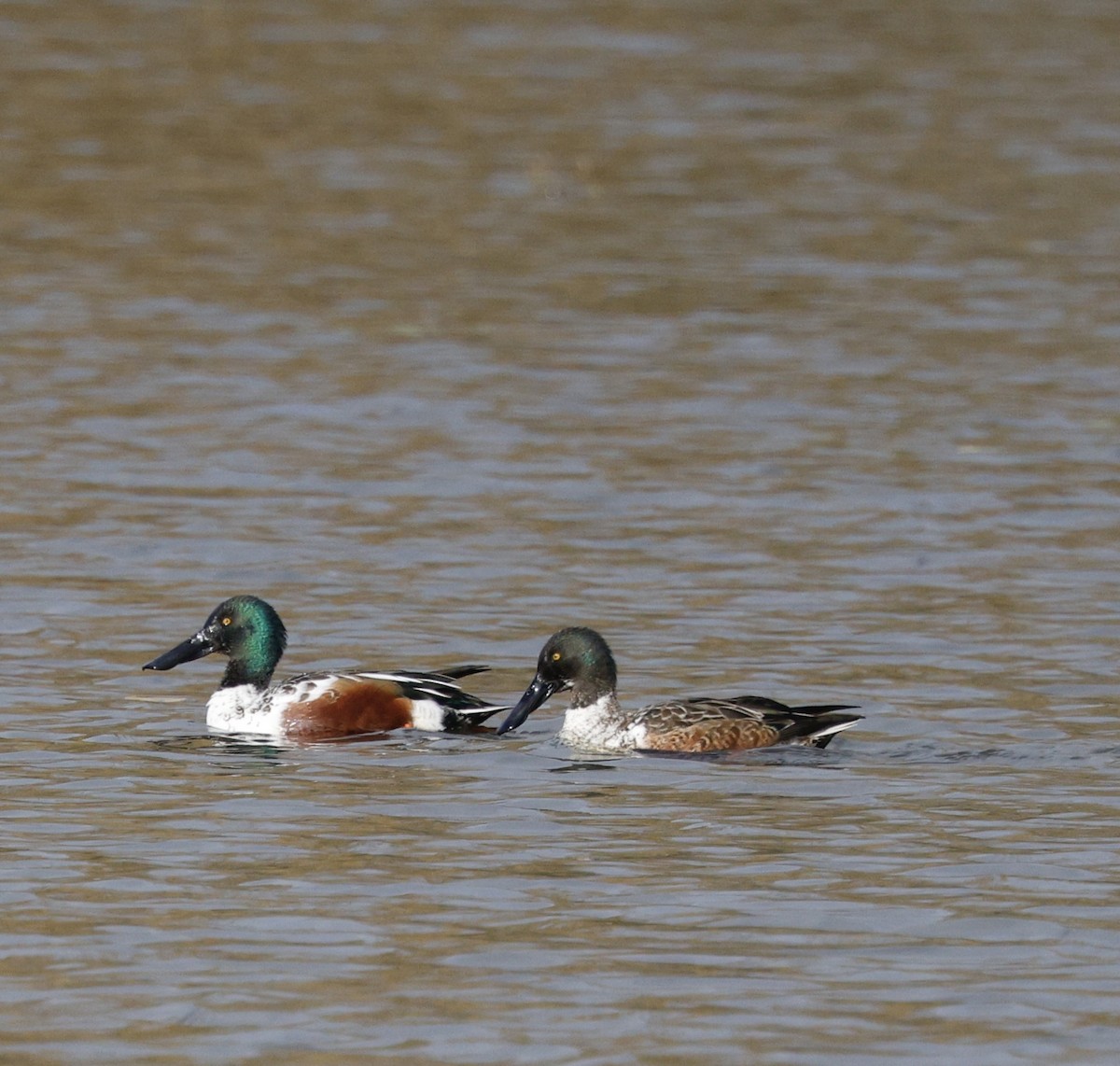 琵嘴鴨 - ML646493627