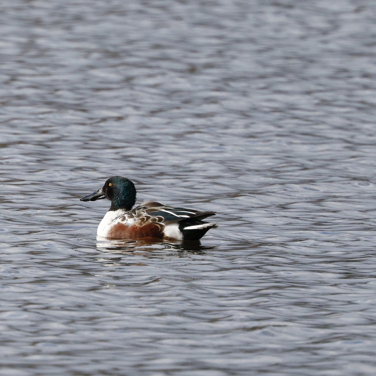 琵嘴鴨 - ML646493628