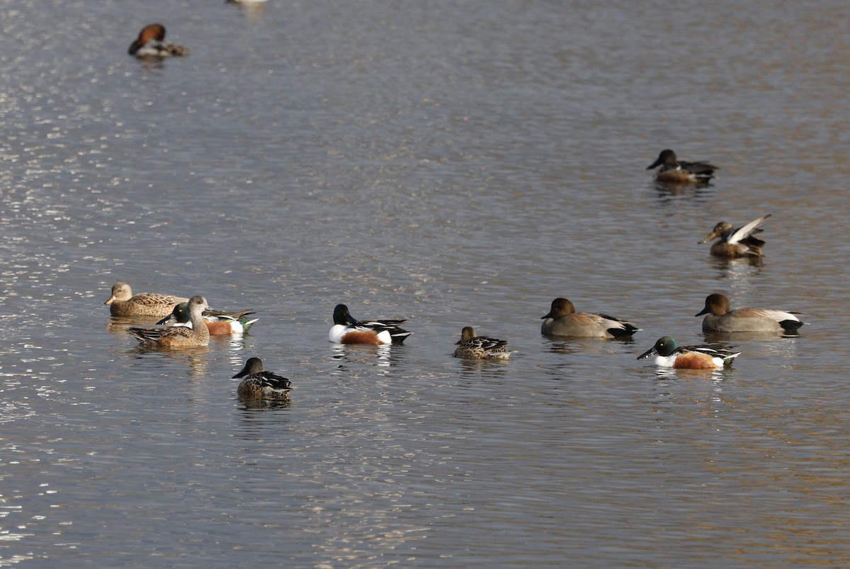 琵嘴鴨 - ML646493630