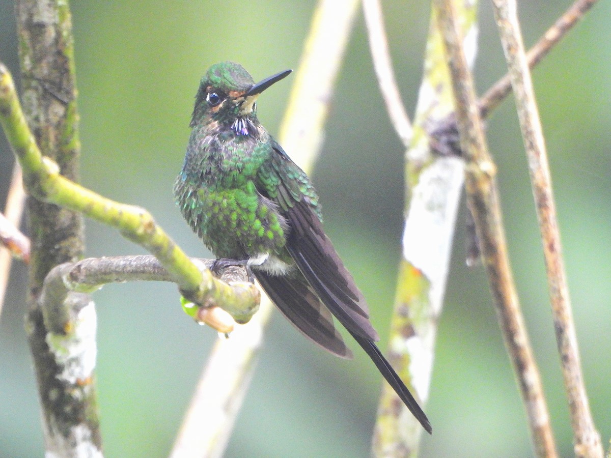 Empress Brilliant - ML646493641