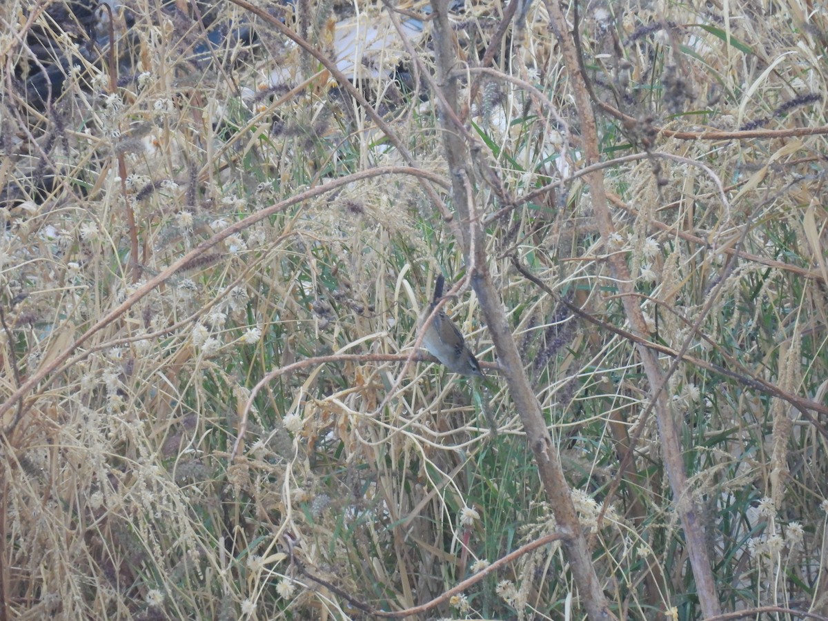 Marsh Wren - ML646493642
