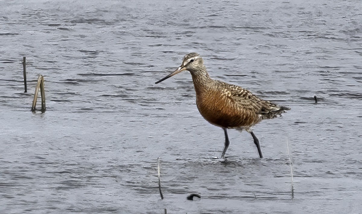 Hudsonian Godwit - ML646493644