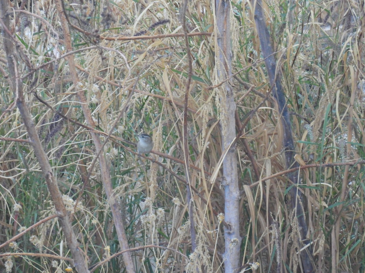 Marsh Wren - ML646493647