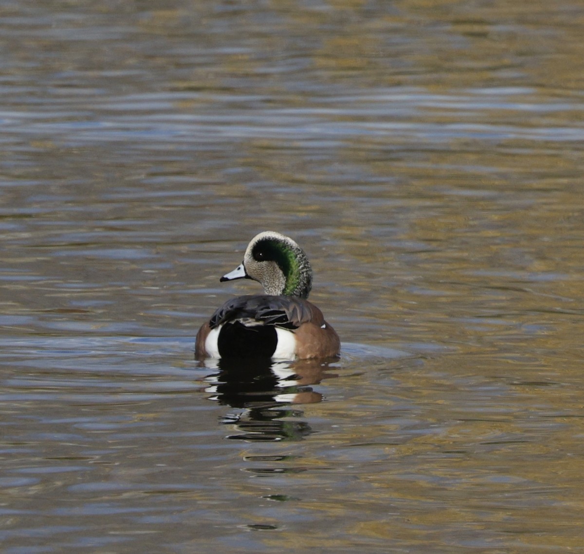 葡萄胸鴨 - ML646493648