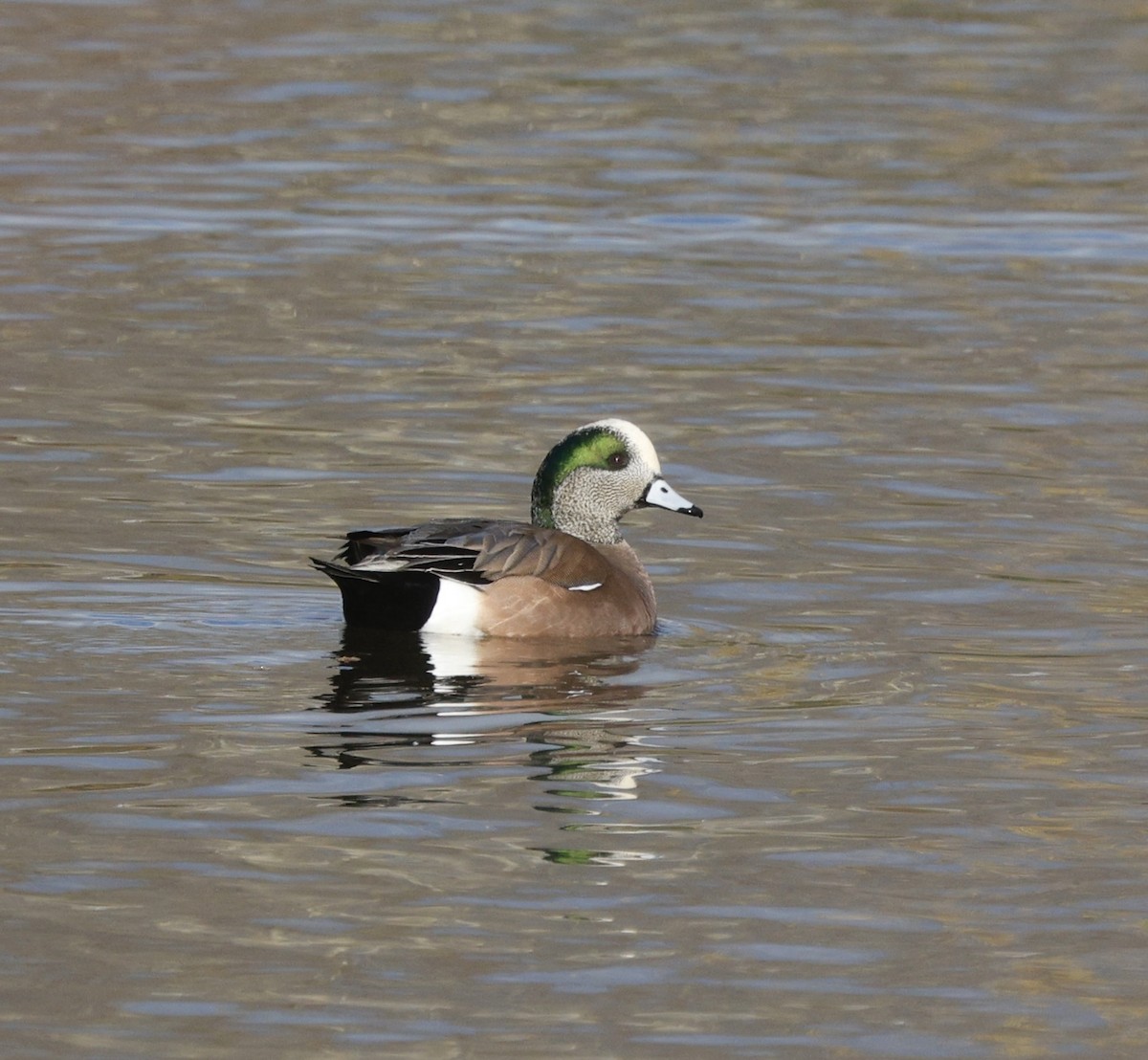 葡萄胸鴨 - ML646493649