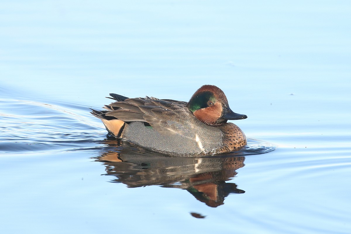 Green-winged Teal (American) - ML646493651